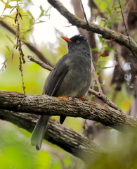 Hypsipetes borbonicus