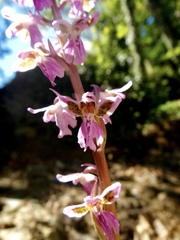 Orchis patens