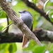 Mascarene Paradise-Flycatcher (Réunion) - Photo (c) Phil Boyle, some rights reserved (CC BY-NC), uploaded by Phil Boyle