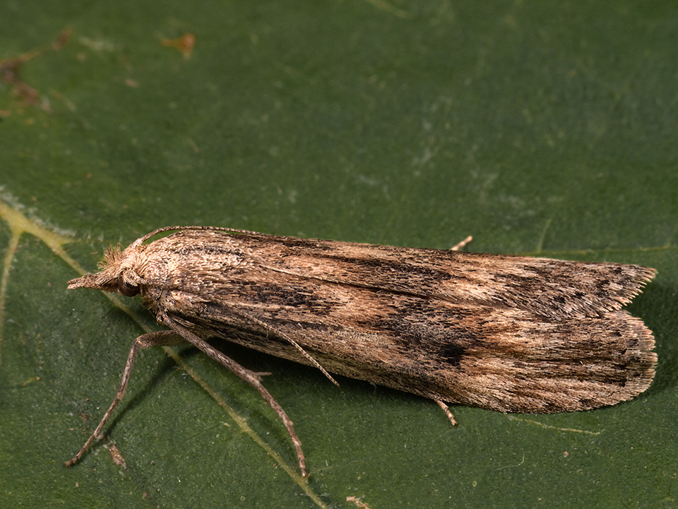 Aphomia foedella