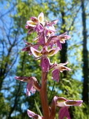 Orchis patens