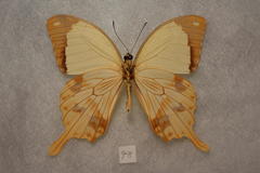 Papilio dardanus polytrophus