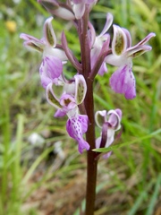 Orchis patens