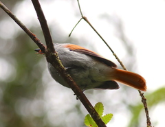 Terpsiphone bourbonnensis bourbonnensis