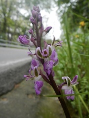 Orchis patens