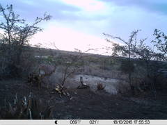 Raphicerus campestris neumanni