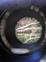 Actinemys marmorata pallida