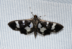 Desmia bajulalis