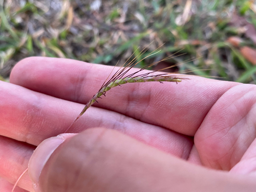 Dichanthium aristatum observed 2025-06-25