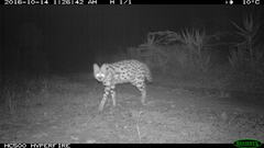 Leptailurus serval