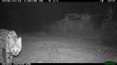 Leptailurus serval