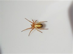 Araneus pratensis