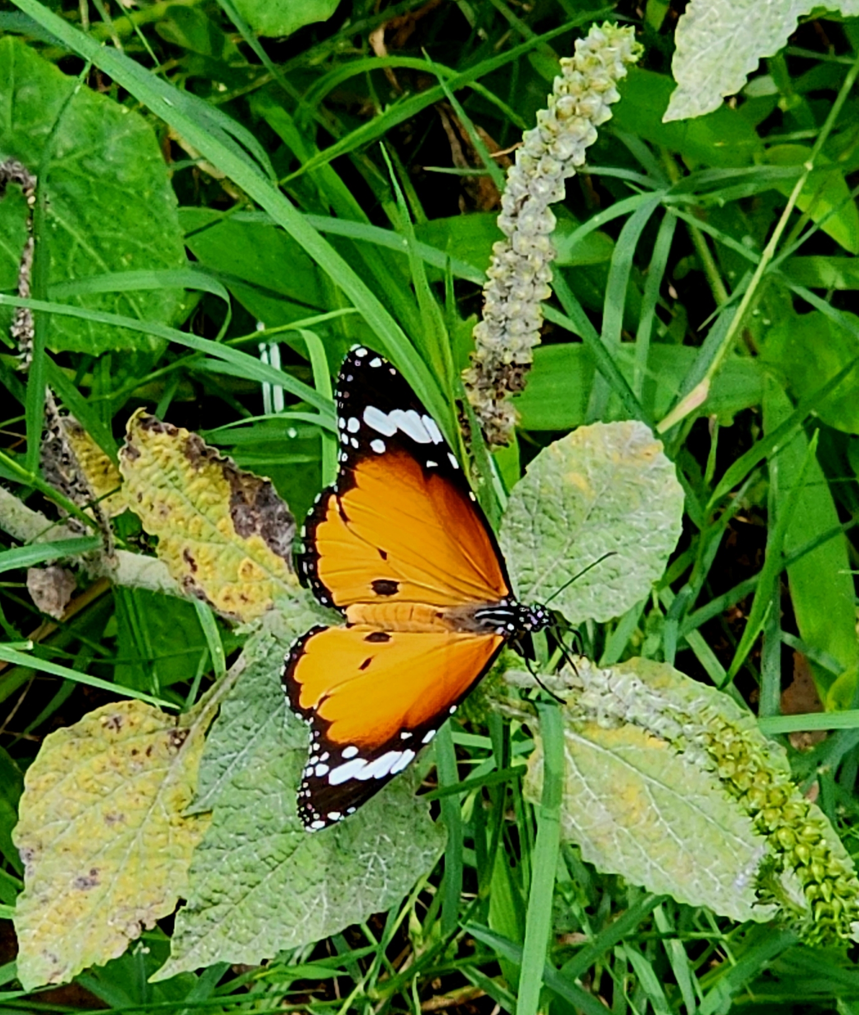 Plain Tiger