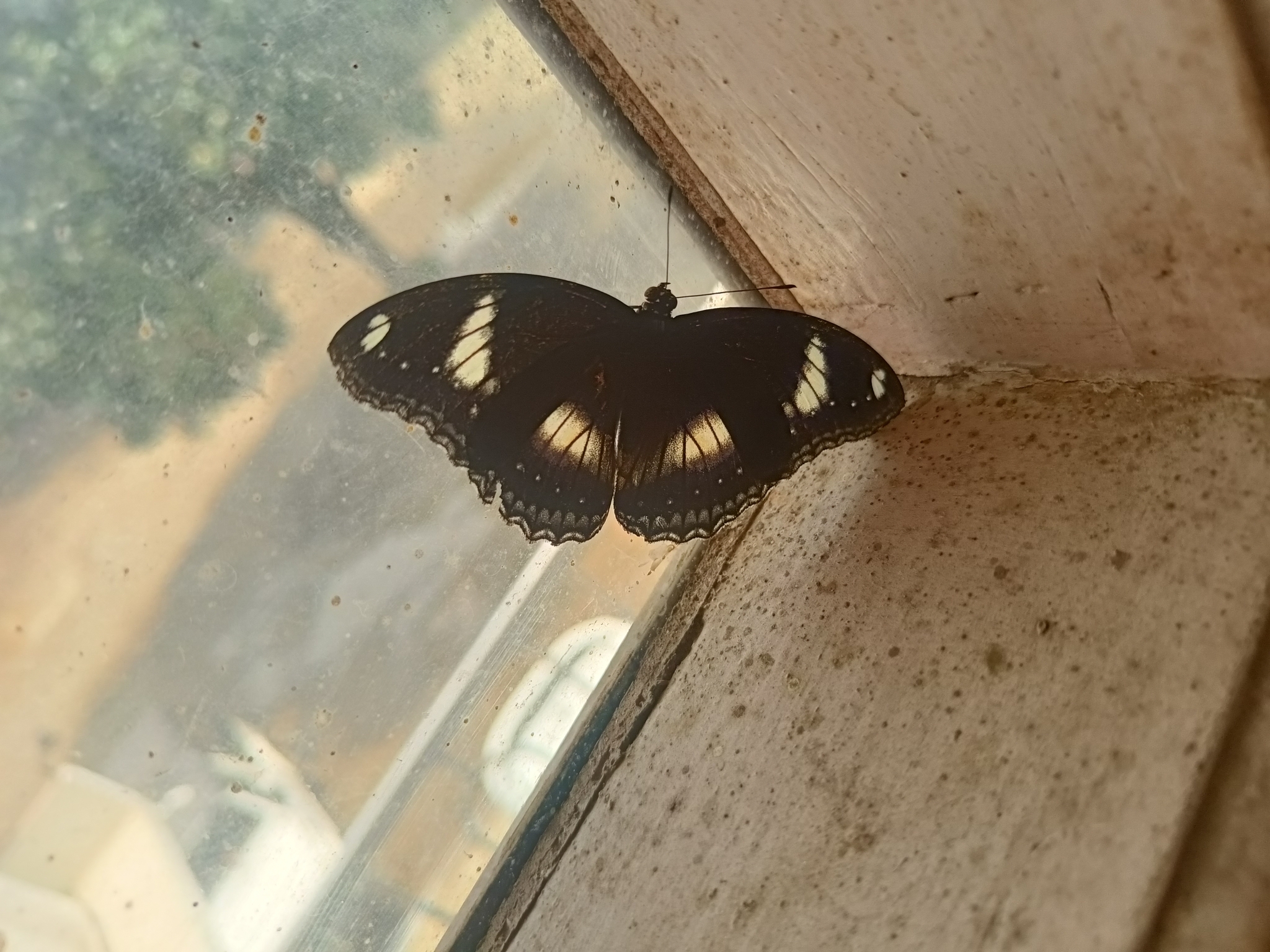 Great Eggfly