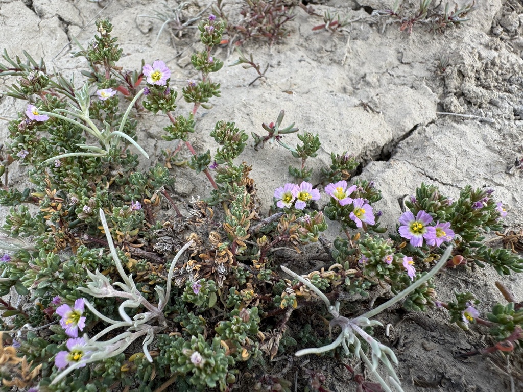 Frankenia tuvinica