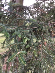 Abies numidica