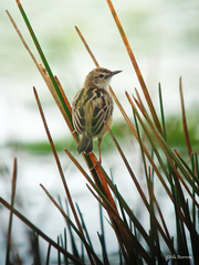 Cisticola juncidis uropygialis