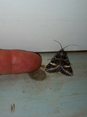 Cerocala vermiculosa