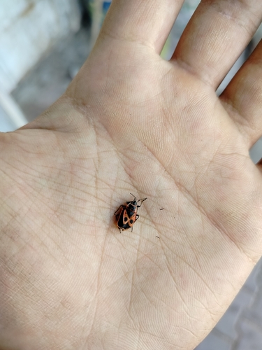 European Firebug