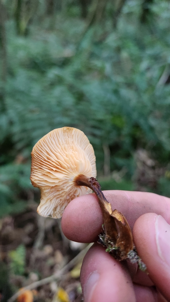 Flammulina velutipes · June 2025 · photo: © squidney8 (iNaturalist, cc0)