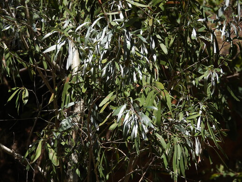 Melaleuca argentea observed 2025-06-17