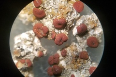 Rufoplaca arenaria