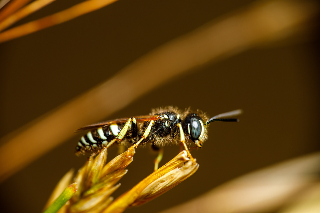 Western Queen Ant Kidnapper