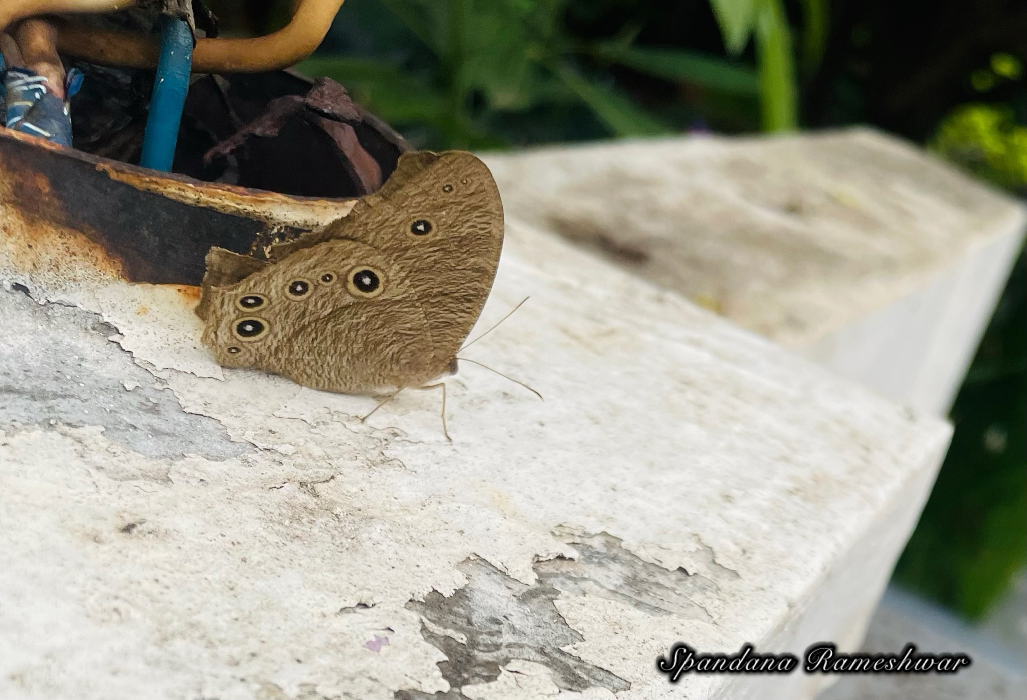 Common Evening Brown