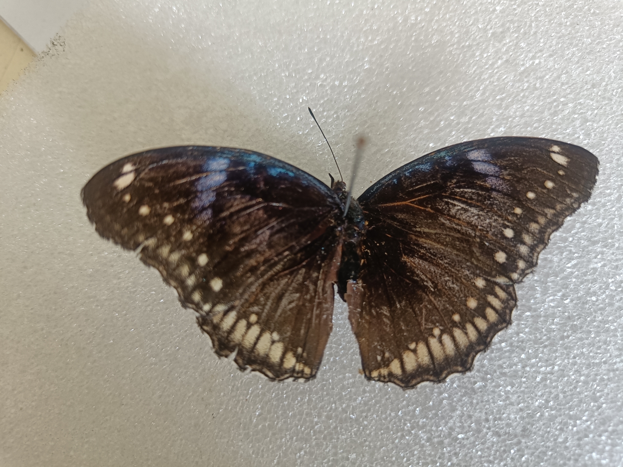 Great Eggfly