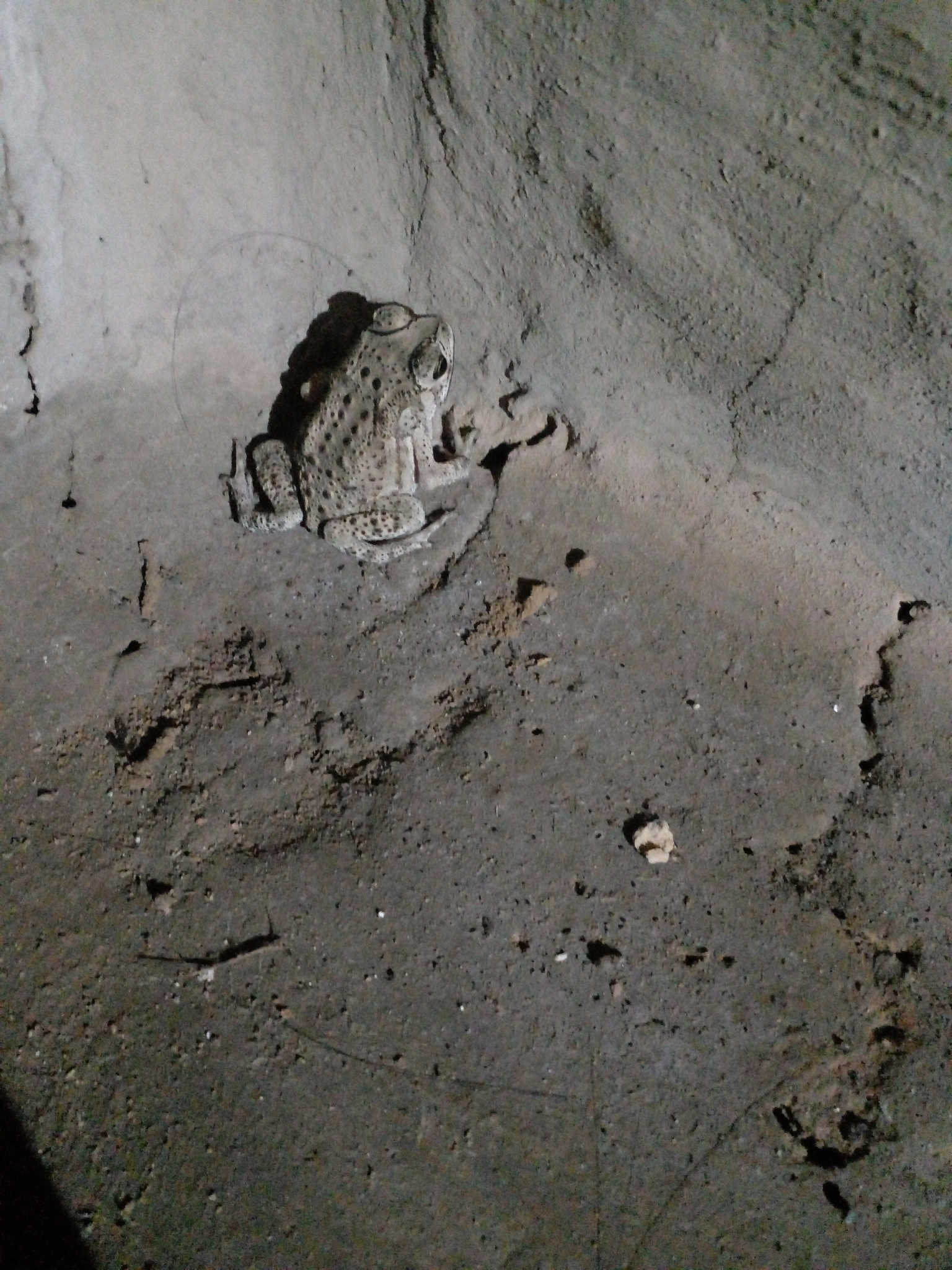 Indian Common True Toad