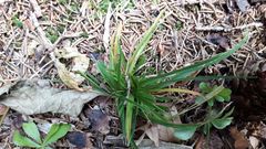 Carex digitata