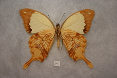 Papilio dardanus