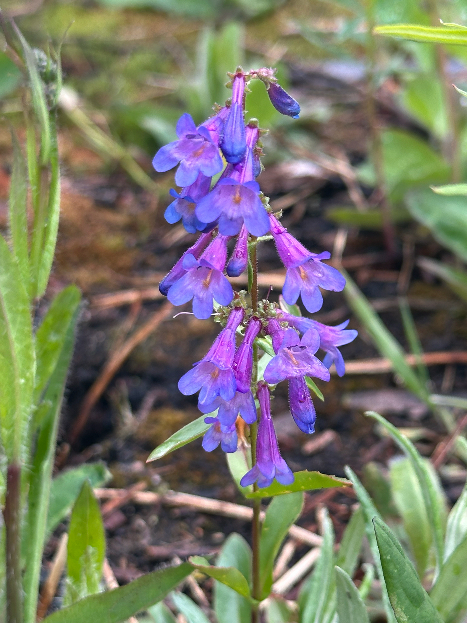 Penstemon albertinus