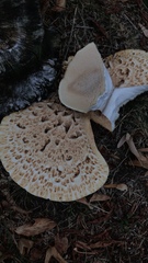 Cerioporus squamosus