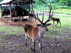 Cervini