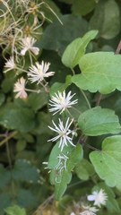 Clematis vitalba