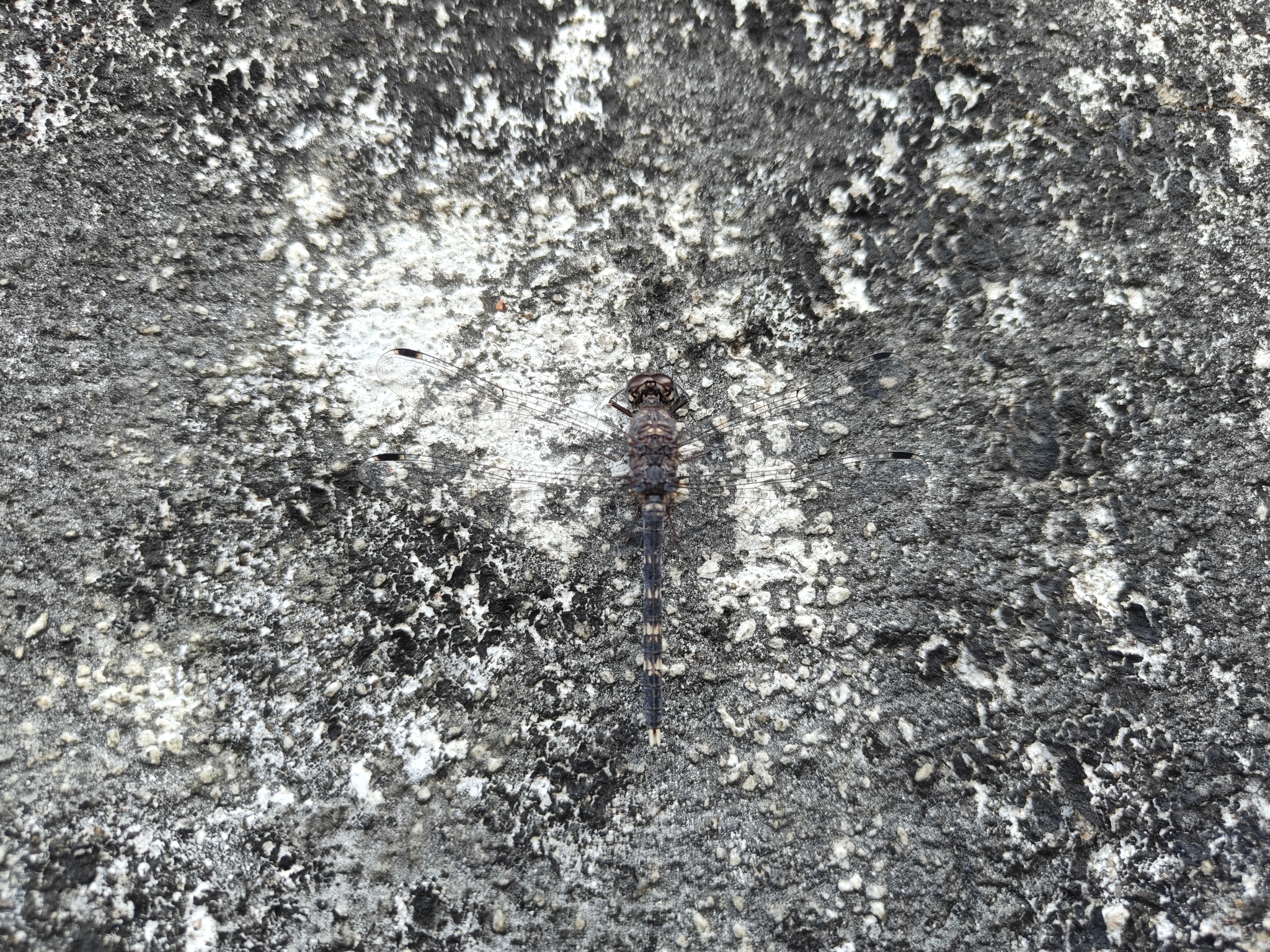 Indian Rockdweller