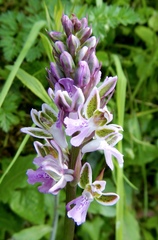 Orchis patens