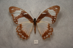 Papilio dardanus
