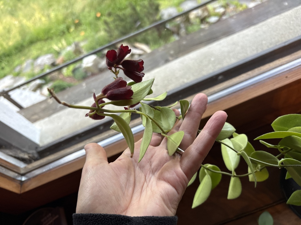 Есхінантус — Aeschynanthus radicans