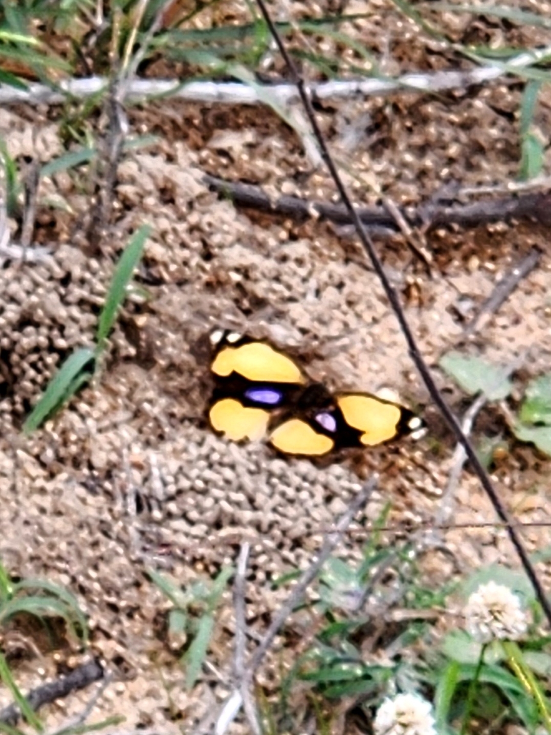 Yellow Pansy