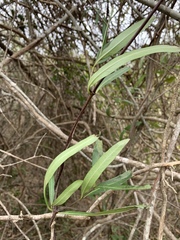 Stomatostemma monteiroae