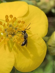 Lasioglossum