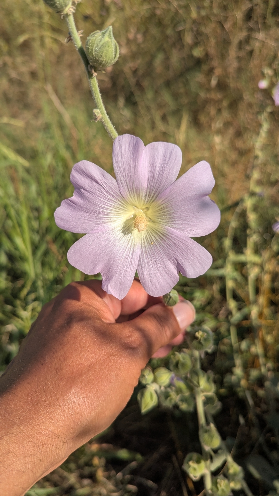 Bristly Hollyhock (Alcea setosa)
