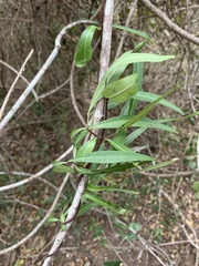 Stomatostemma monteiroae