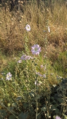 Alcea setosa, photograph author not stated, no rights reserved