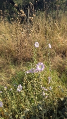 Alcea setosa, photograph author not stated, no rights reserved