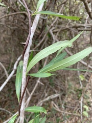 Stomatostemma monteiroae
