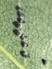 Euthoracaphis umbellulariae