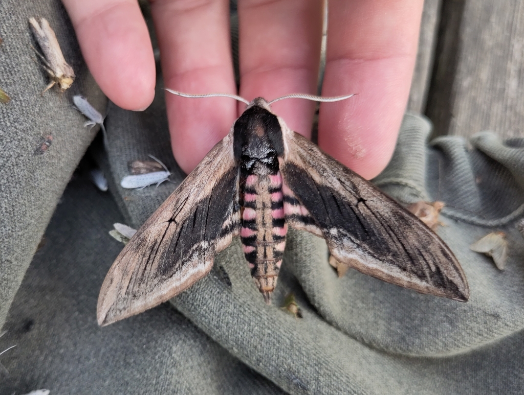 Privet hawk-moth (Sphinx ligustri)
